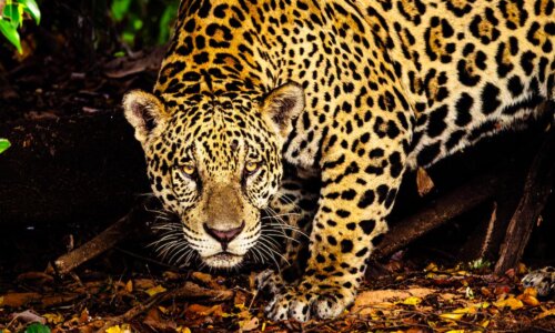 Jaguar adulto avanza sigilosamente en la selva, con mirada fija al frente, símbolo de fuerza y vigilancia, usado como referencia a la imagen de Gustavo Petro